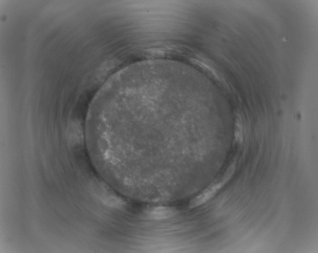 X0000076300467200610271918