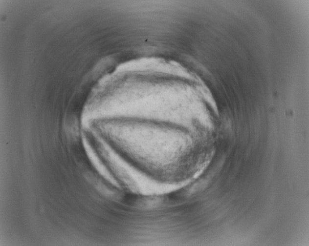 X0000076300479200610271919