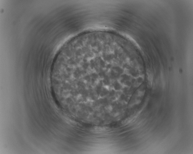 X0000076300487200610271918