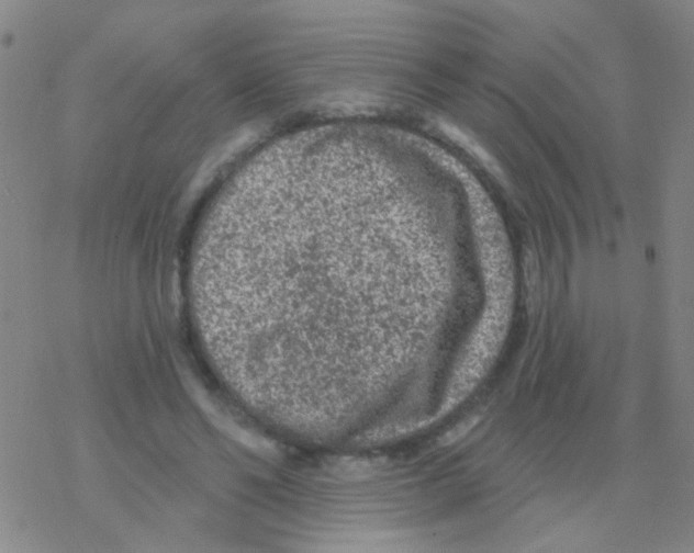 X0000076300494200610271918