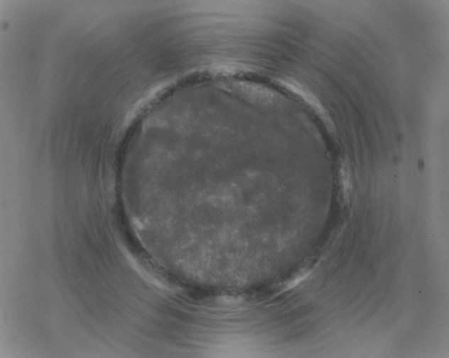 X0000076300496200610271918