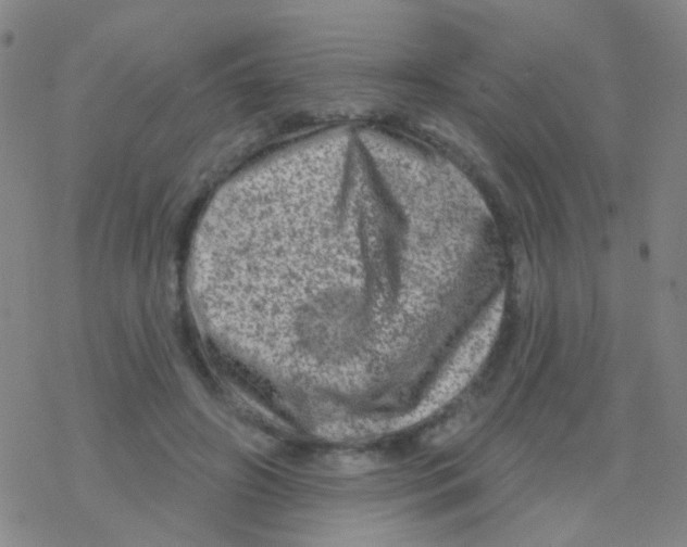 X0000076300498200610271918