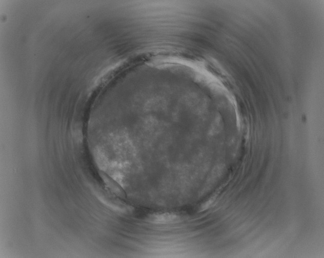 X0000076300500200610271918