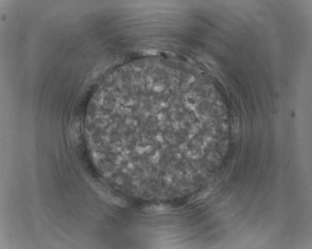 X0000076300503200610271918