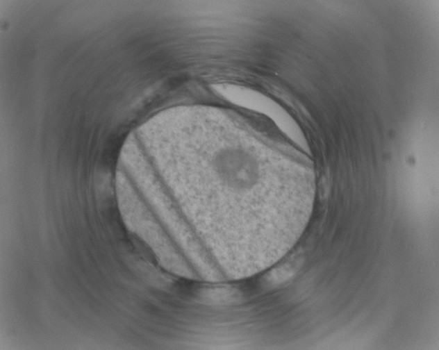 X0000076300521200610271917