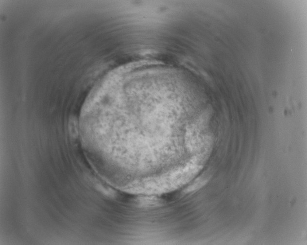 X0000076300528200610271917