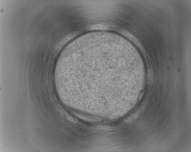 X0000076300529200610271916