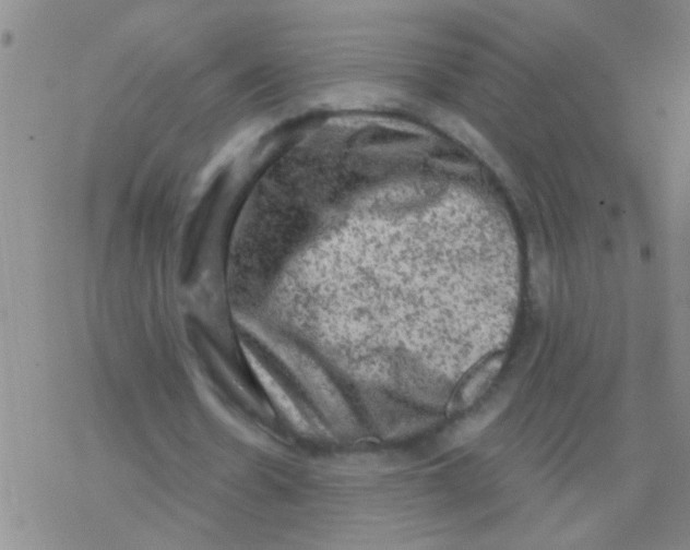 X0000076300530200610271916