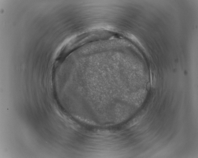 X0000076300531200610271916