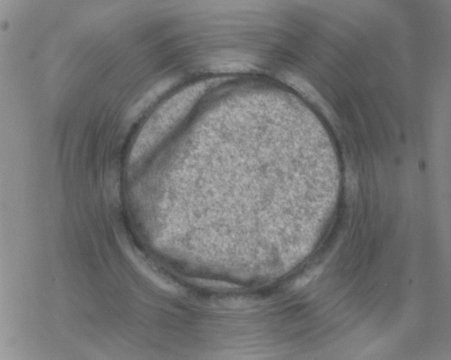 X0000076300533200610271916