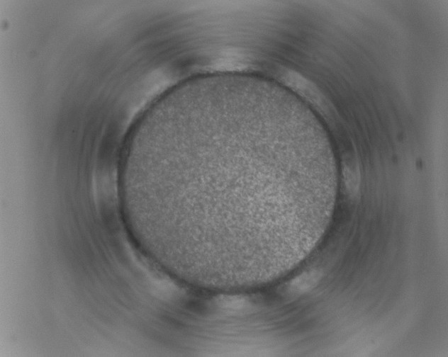 X0000076300534200610271916