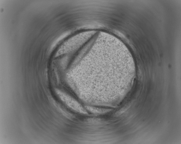 X0000076300535200610271916