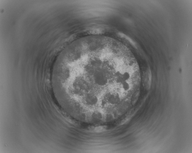 X0000076300553200610271917