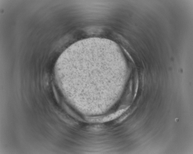 X0000076300567200610271917