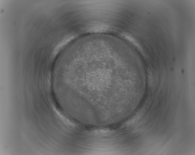 X0000076300586200610271916