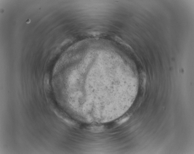 X0000076300615200610271916