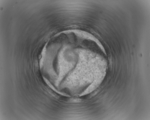 X0000076300617200610271916