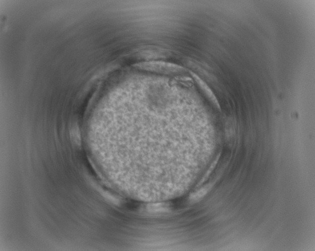 X0000076300622200610271916