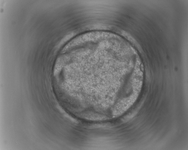 X0000076300625200610271915