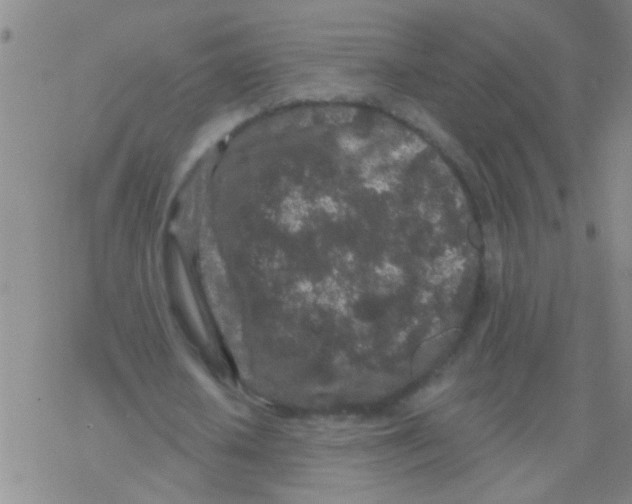 X0000076300626200610271915