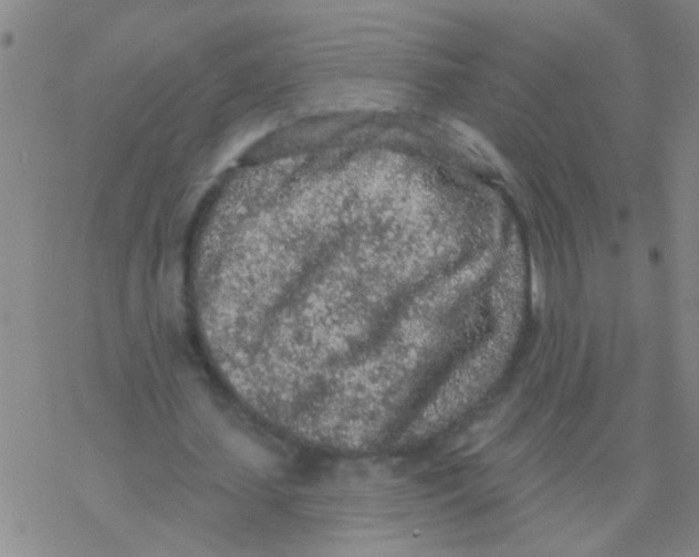 X0000076300627200610271915