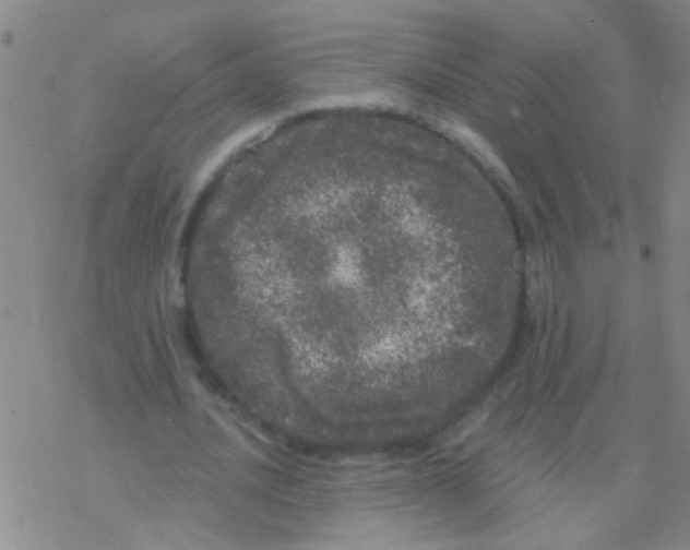 X0000076300628200610271915