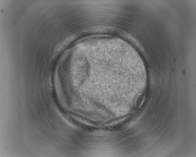 X0000076300633200610271915