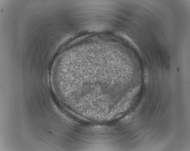 X0000076300637200610271915