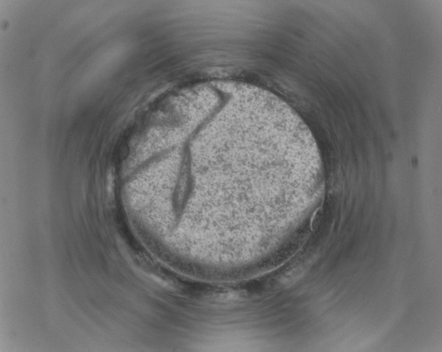 X0000076300646200610271915