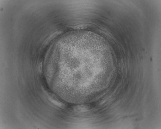 X0000076300652200610271915