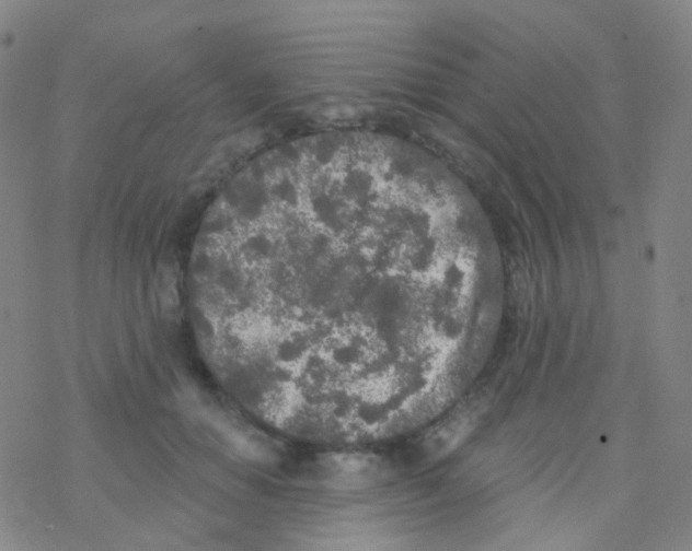 X0000076300654200610271915