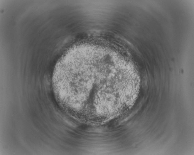 X0000076300661200610271915