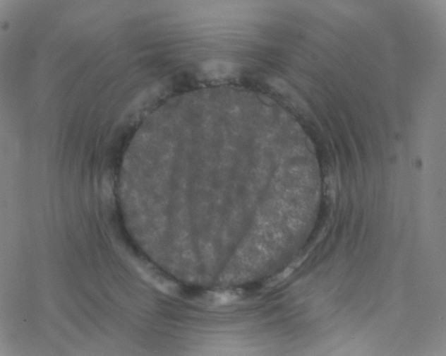 X0000076300662200610271915