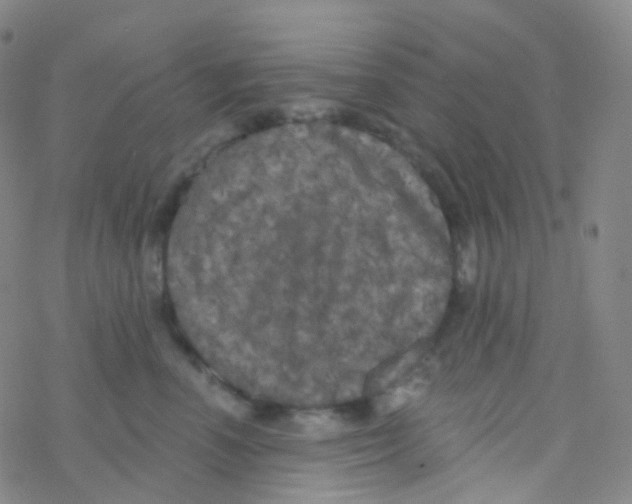 X0000076300666200610271915