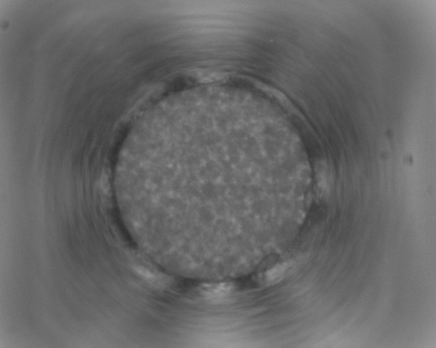 X0000076300667200610271915