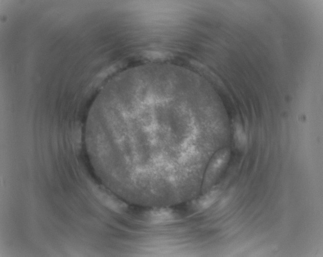 X0000076300668200610271915