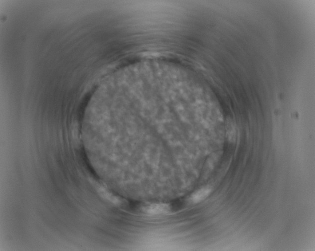 X0000076300670200610271916