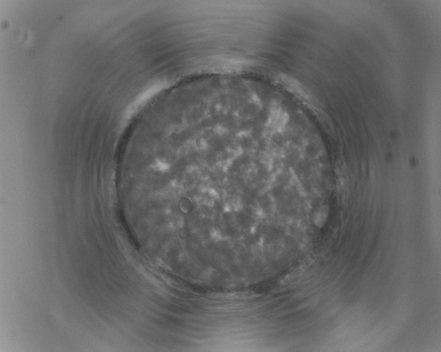 X0000076300679200610271915