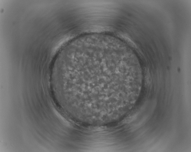 X0000076300683200610271915