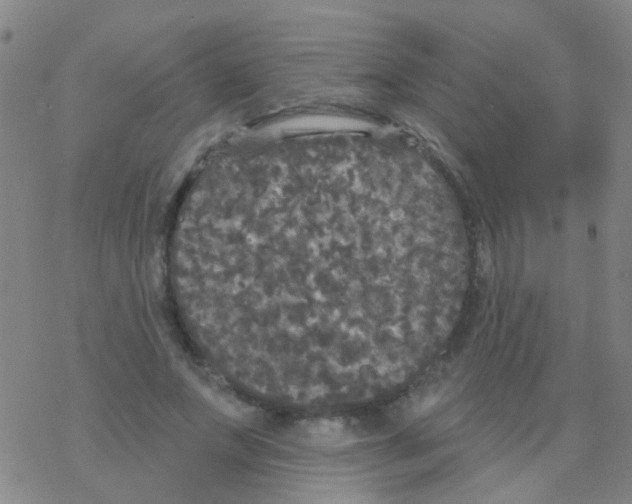 X0000076300687200610271915