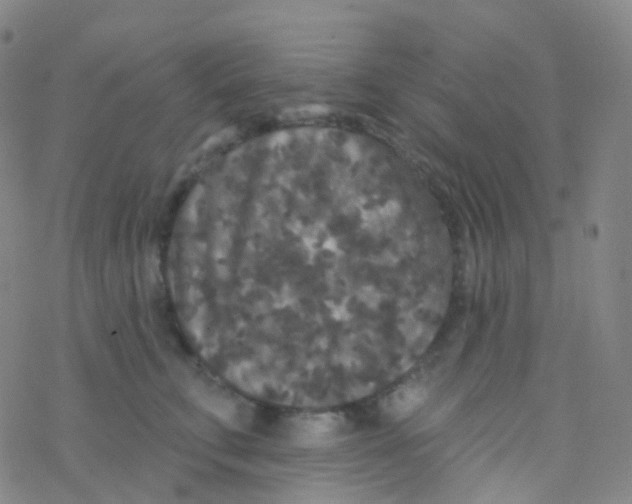 X0000076300711200610271914