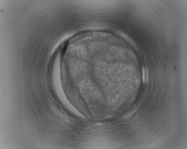 X0000076300723200610271913