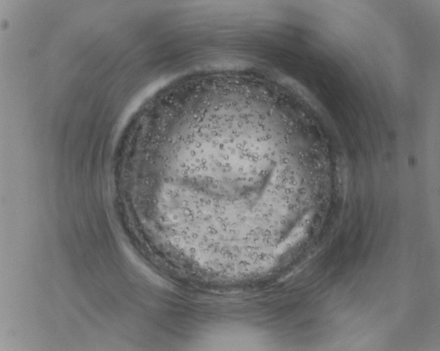 X0000076300726200610271913