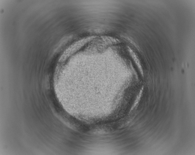 X0000076300738200610271913