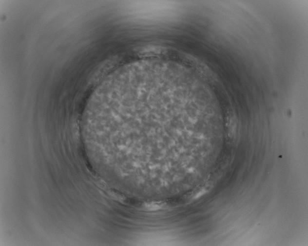 X0000076300753200610271914