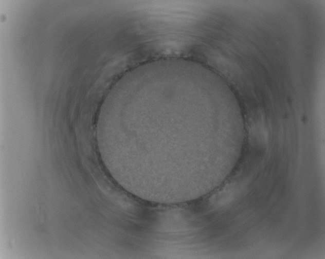 X0000076300769200610271913