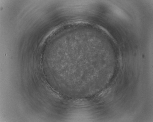 X0000076300823200610271912