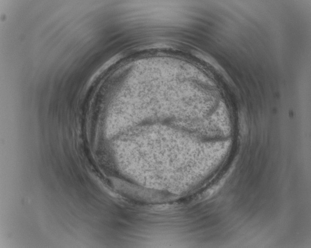 X0000076300826200610271912