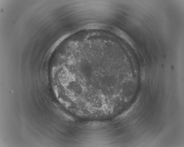 X0000076300829200610271912