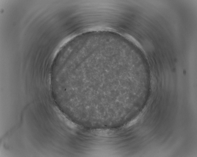 X0000076300831200610271912